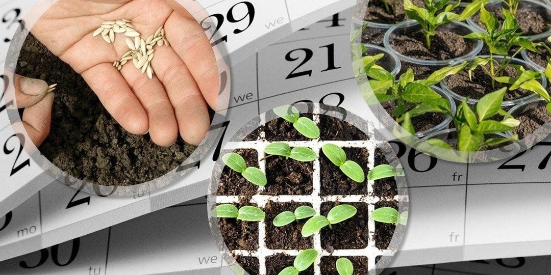 ЧТО ПОСЕЯТЬ В АПРЕЛЕ НА РАССАДУ