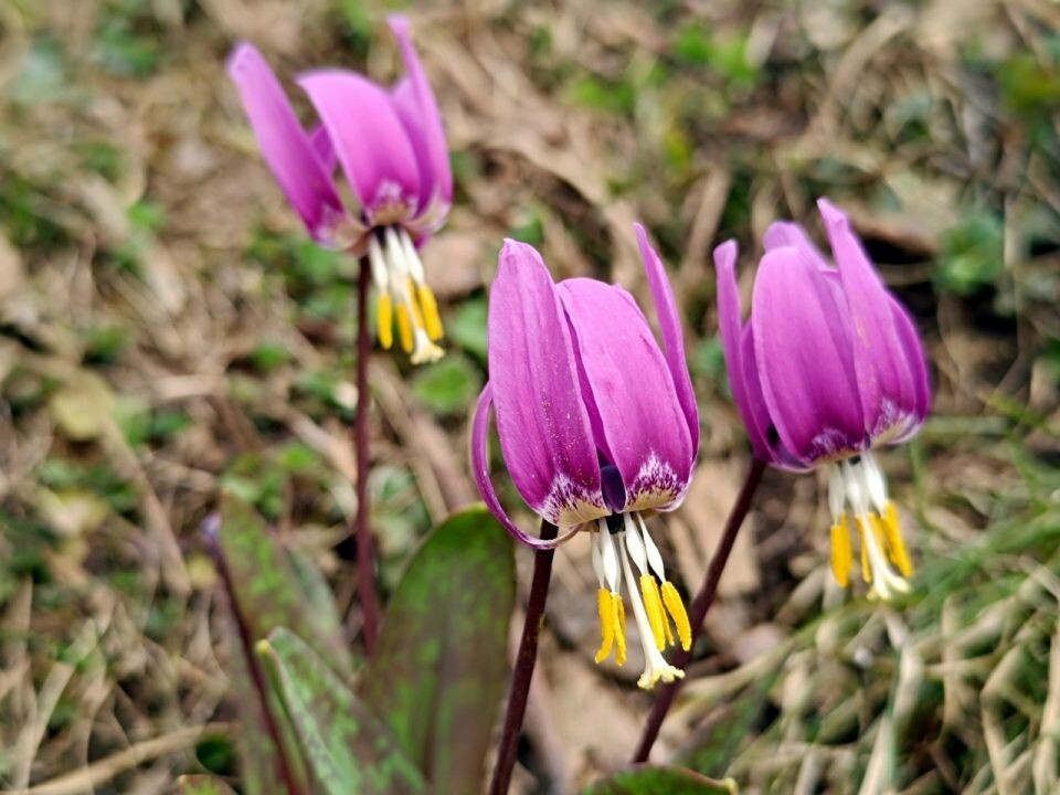    Кандык сибирский на Яйлинской террасе. Источник: Александр Лотов / Алтайский заповедник