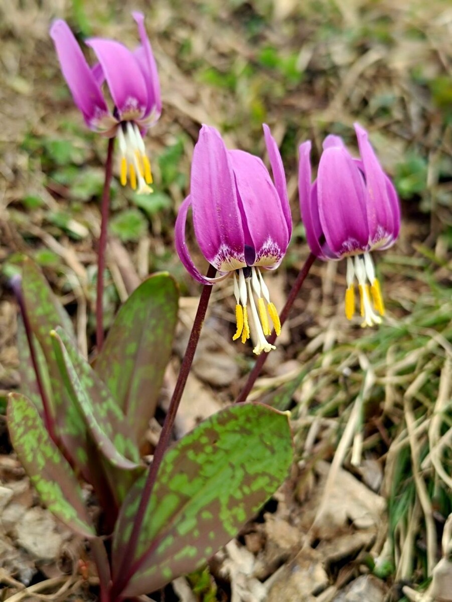    Кандык сибирский на Яйлинской террасе. Источник: Александр Лотов / Алтайский заповедник