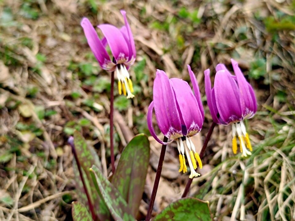    Кандык сибирский на Яйлинской террасе. Источник: Александр Лотов / Алтайский заповедник