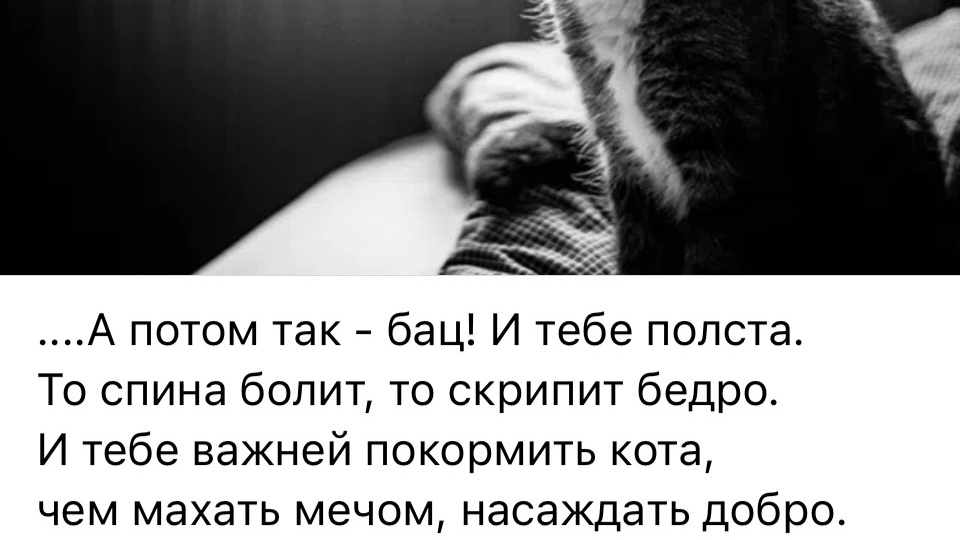 Кошки - это судьба