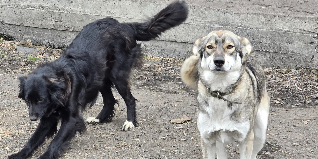 Даже миски полны пустоты сегодня