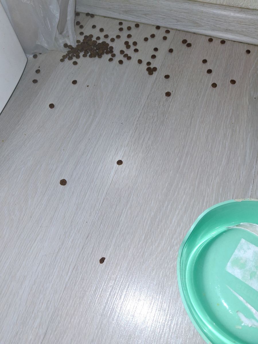 Часть убрала, часть сожрал пес (хотя в его миске лежит его корм) но котовий с пола видно вкусней.