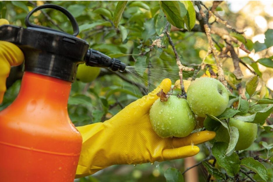 Фото: https://www.botanichka.ru