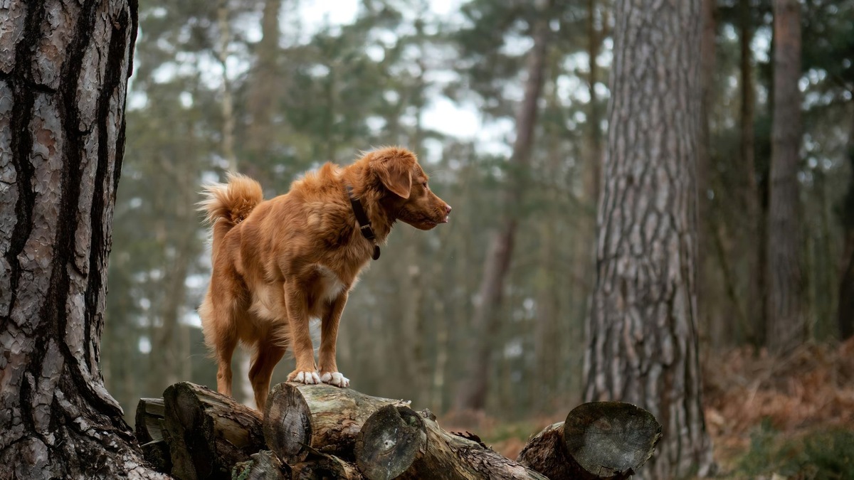    Сезонная аллергия у собак имеет четкие клинические проявления