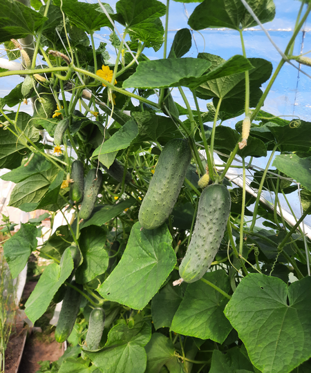 Запуталась в огурцах, но, кажется, нашла выход 😆 Как буду выращивать огурцы в этом году