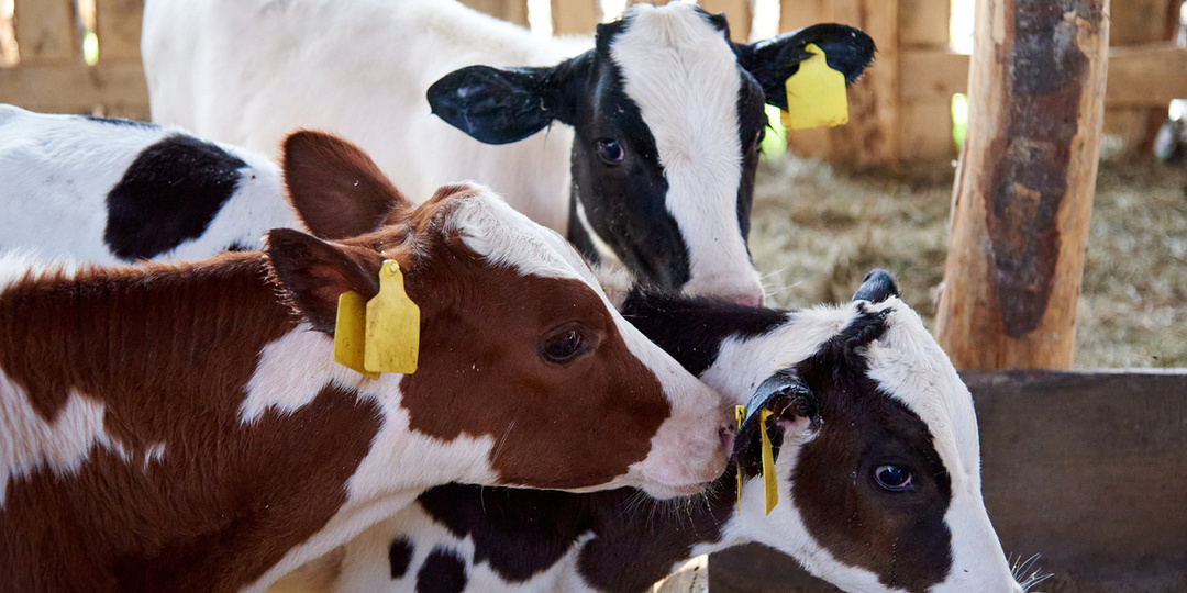 Прокуратура пригрозила чиновникам НСО из-за массового падежа и изъятия скота