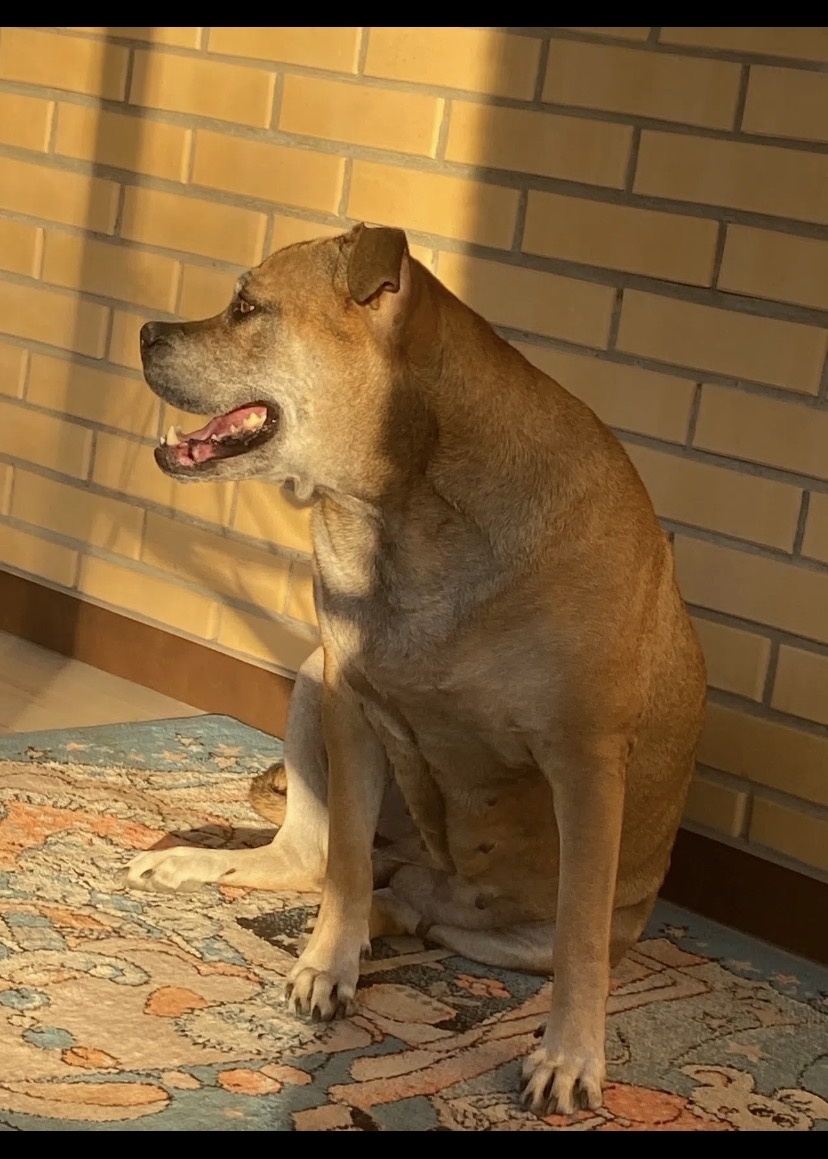 Уже можно погреться на солнышке на террасе -любимое место 