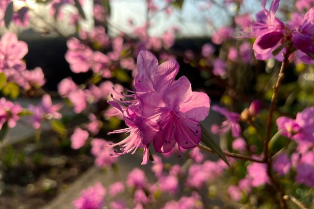   Фото из архива Калининград.Ru