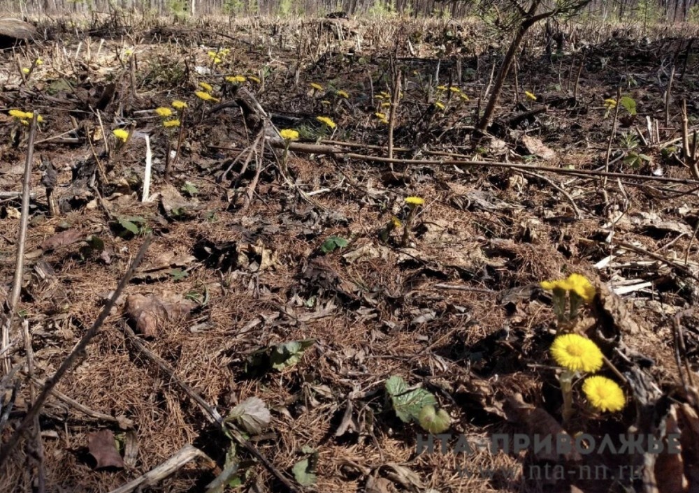    Народные приметы: 10 апреля