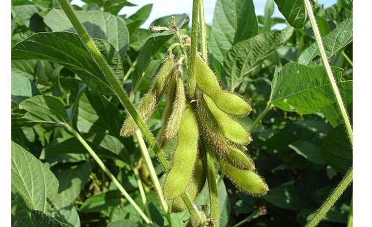    Фото: Pixabay/CC0 Public Domain