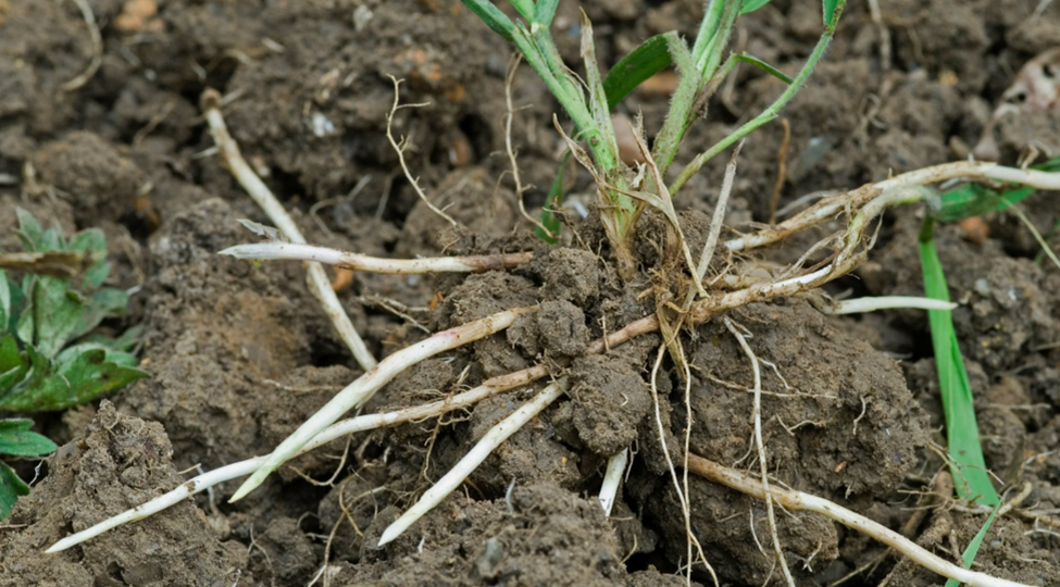 Ахиллесова пята у пырея. Нашла уязвимое место и смогла избавиться от этого сорняка