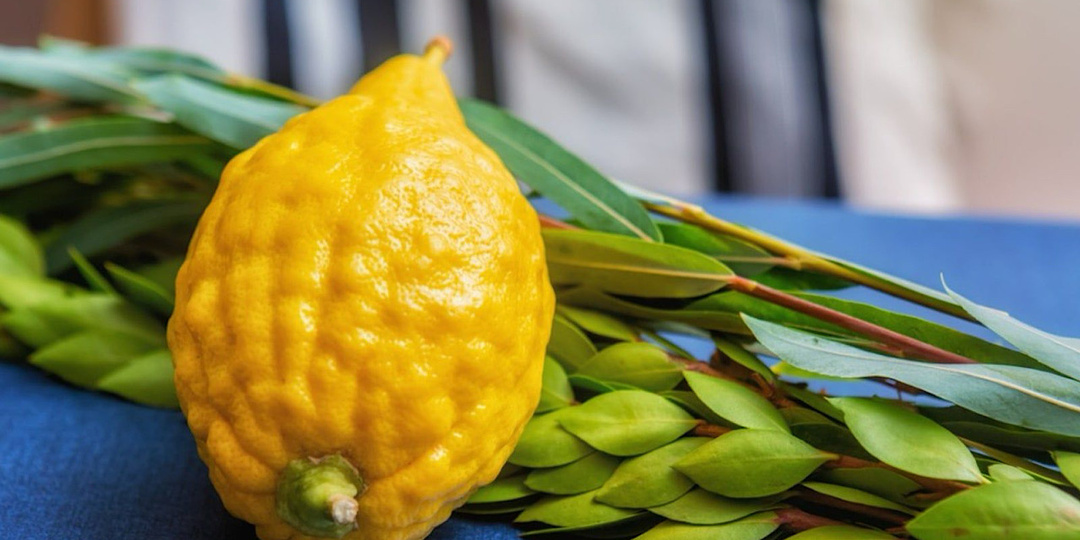 Этрог: Что за невиданный цитрус и с чем его едят