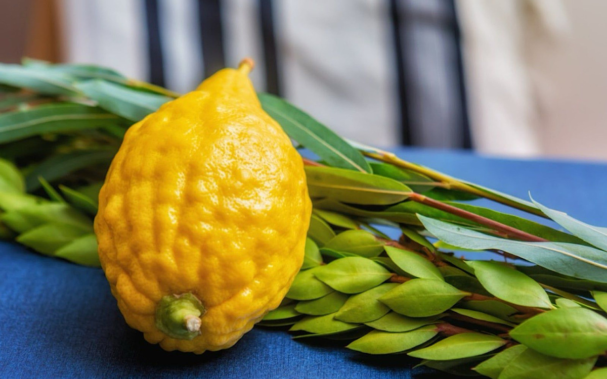 Фото: Etrog Fruit Information - What Is An... gardeningknowhow.com
