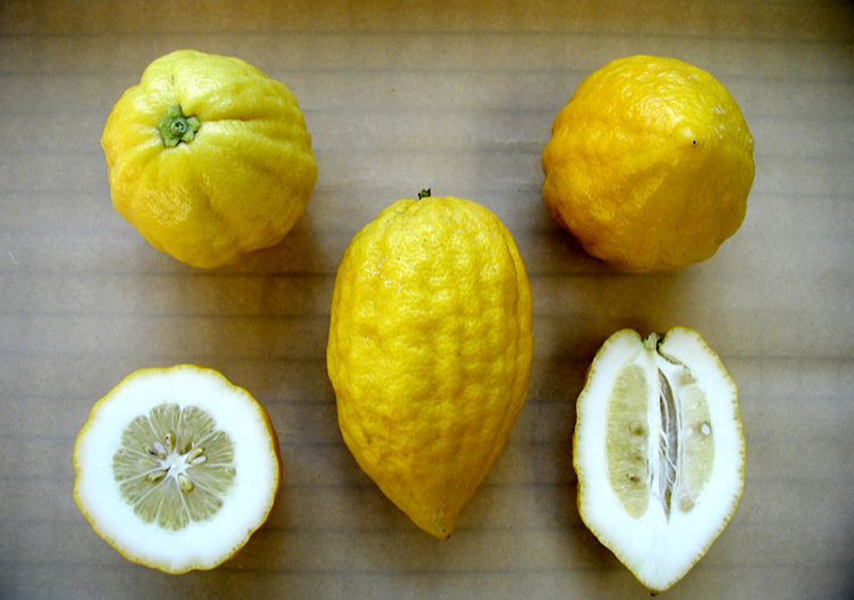 Фото: этрог это... Что такое этрог mostitsky_universal.academic.ru