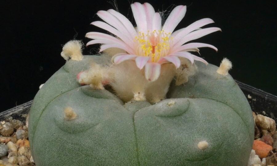 За разведение на даче кактусов с мескалином грозит штраф до 300 тысяч или тюрьма. Какие ещё растения под запретом