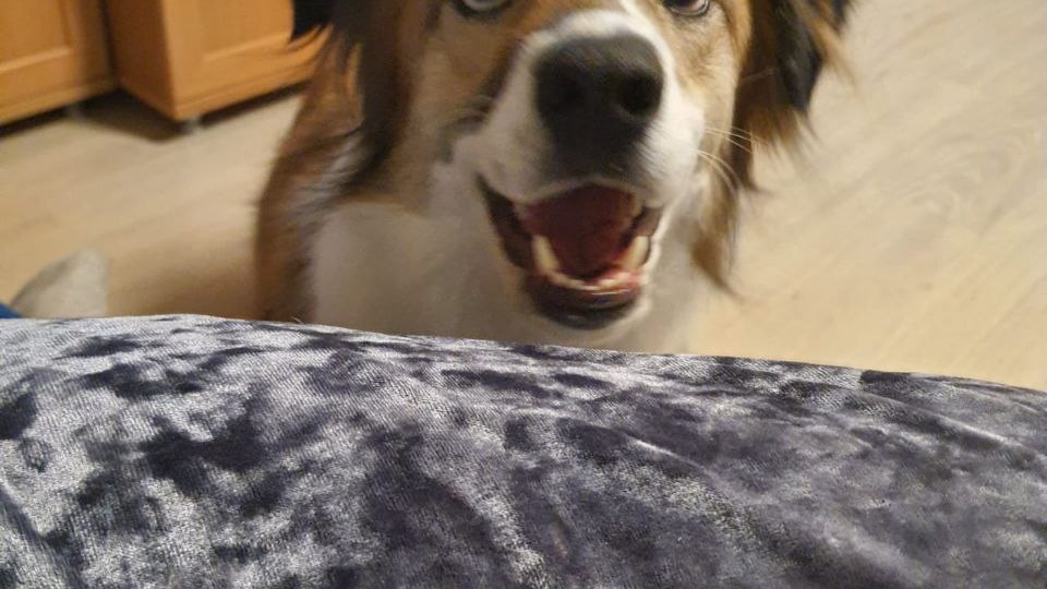 🍀 Привет от Лаки — того самого щенка Чернышки, который вырос и нашёл свой дом!