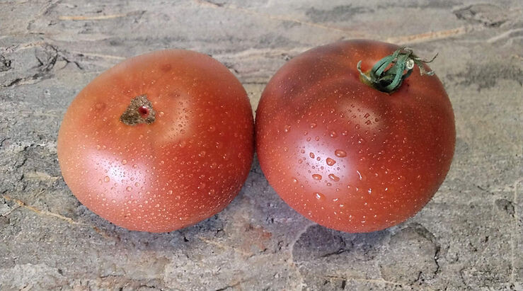 сайт www.tomatoeden.net