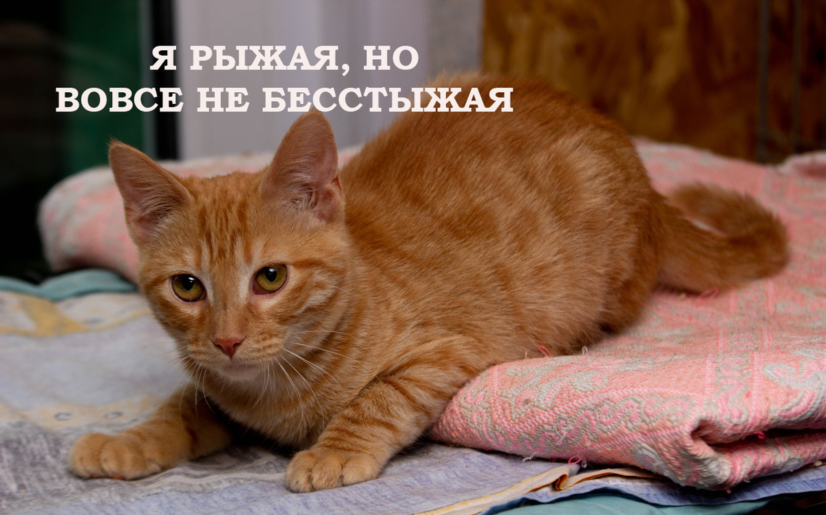 Соня в поисках дома