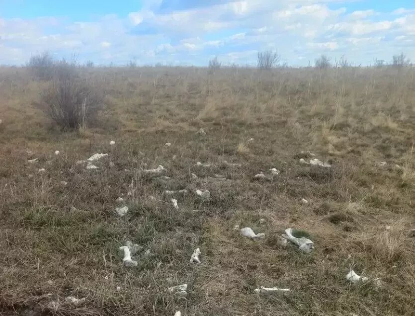 Фото: Уральское межрегиональное управление Россельхознадзора