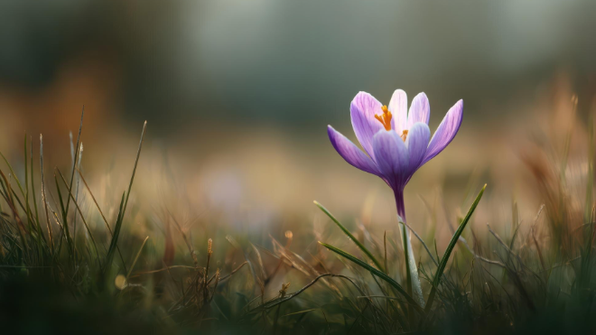Фото: https://ru.freepik.com/free-photo/purple-crocus-flower-blooming-grassy-field_426972359.htm#
