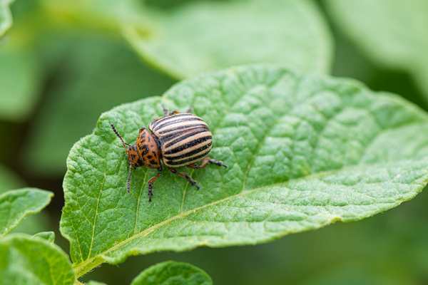 <a href="https://ru.freepik.com/free-photo/colorado-beetle-potato-bug-green-potato-plant-leaf_9131817.htm">Изображение от devmaryna на Freepik</a>