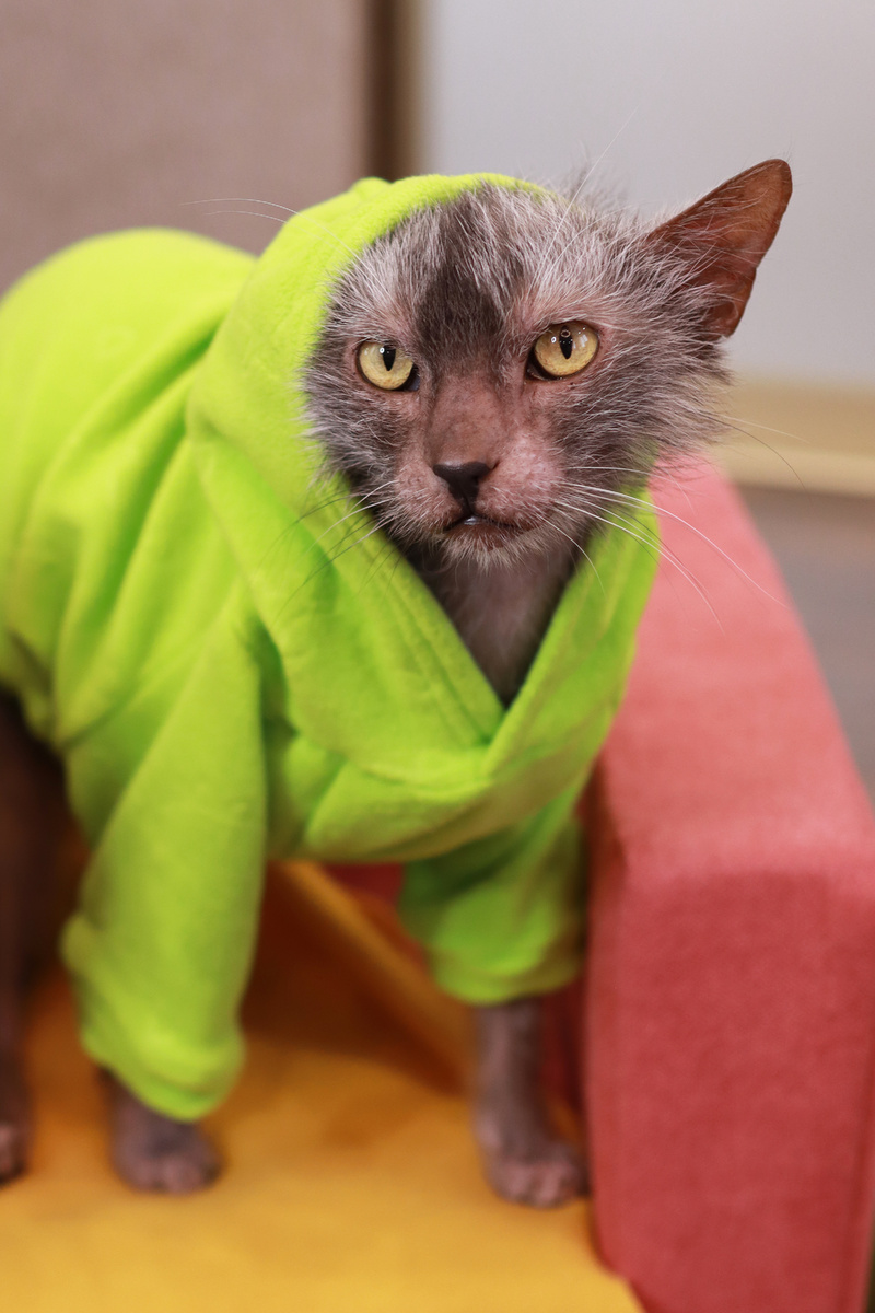 Как мы пытались утеплить кота-оборотня  