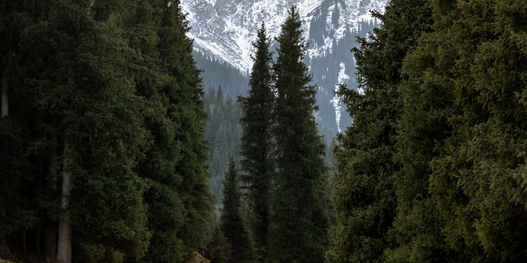 Тянь-Шаньская ель и тяжёлые условия произрастания