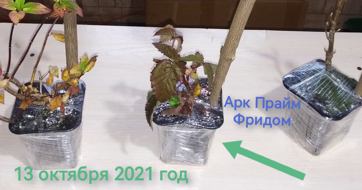 Корневая отличная