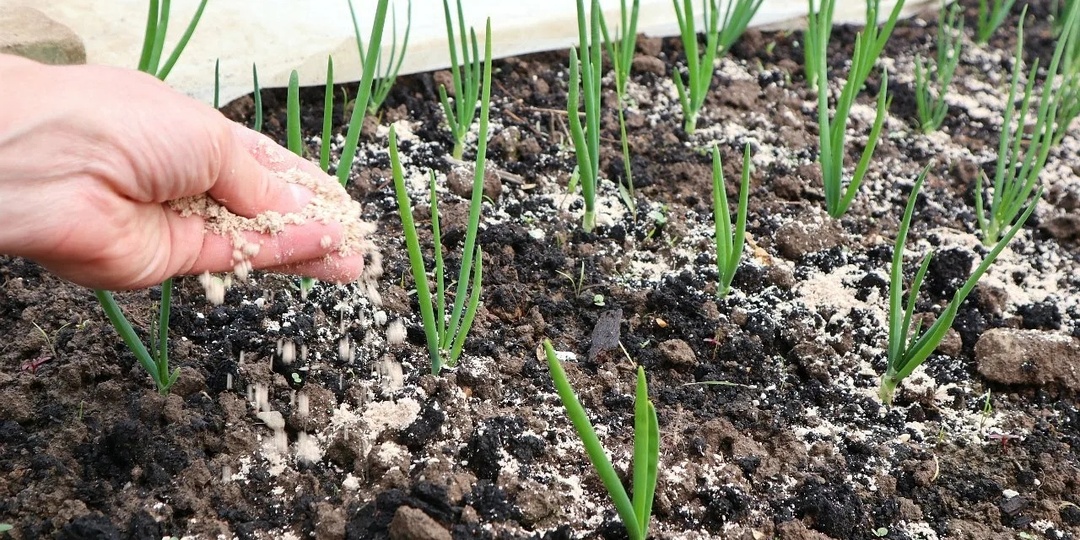 ПОКАЗАЛИСЬ ПЕРВЫЕ ПЕРЫШКИ ЛУКА