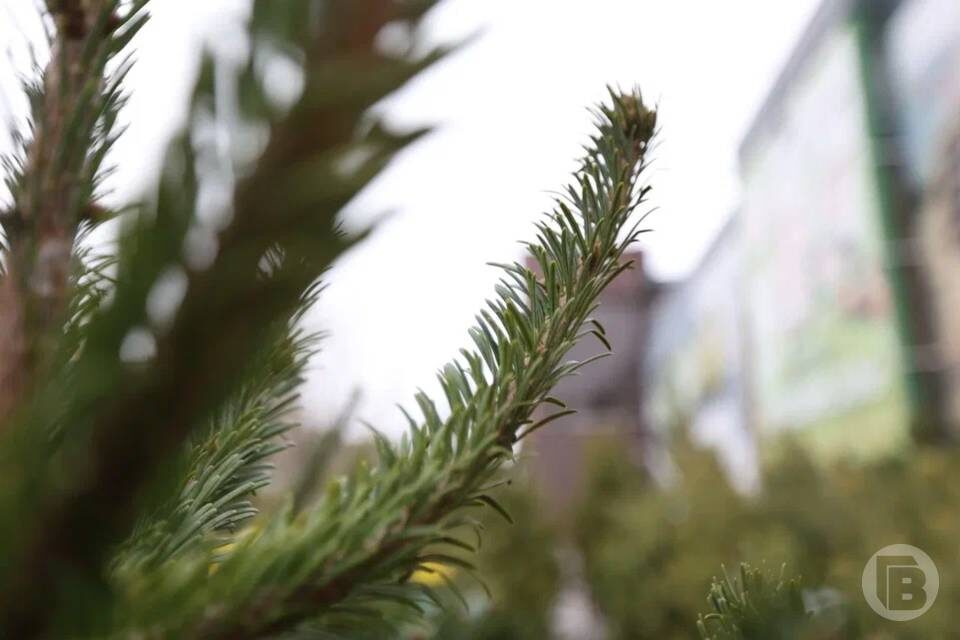    Фото: Данил Савченко / "Городские вести"