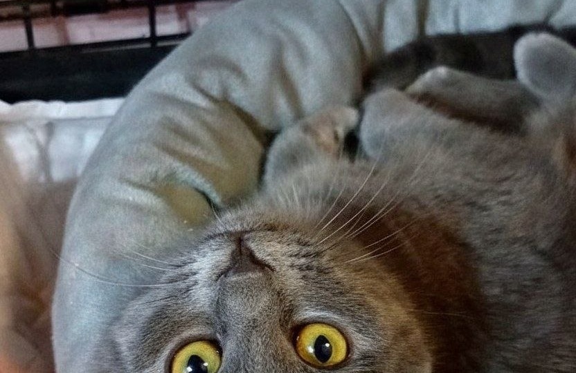 Миниатюрную Мишельку подбросили волонтёру