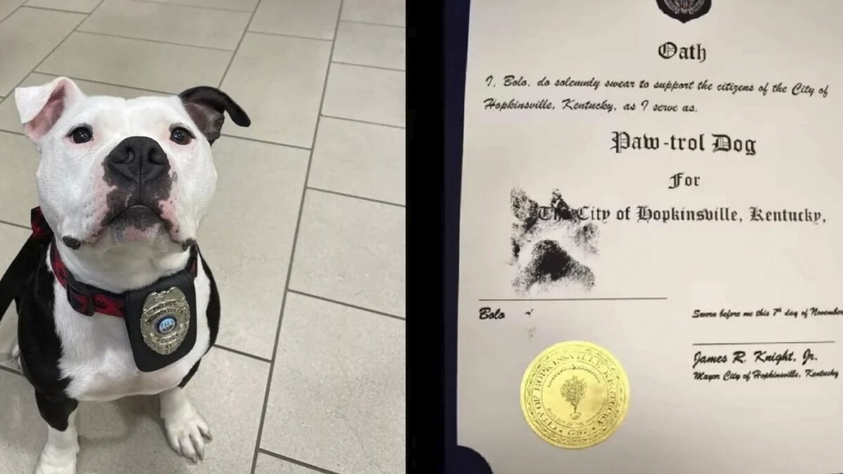 Американский питбультерьер Боло стал полицейским
