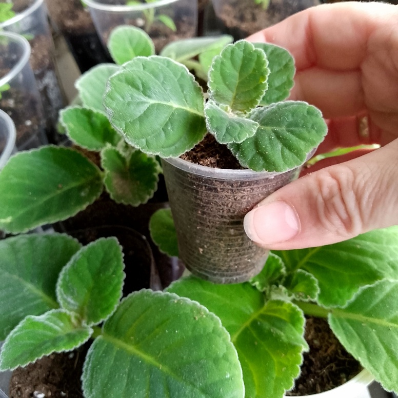 Компактные кустики на южном подоконнике