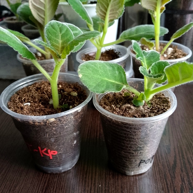 Слева и на заднем плане повытягивались, справа - нет (видно этому экземпляру хватало освещения)