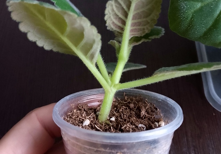 Вытянулась глоксиния: что делать и как вернуть компактную форму