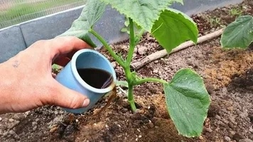 Основные подкормки для огурцов