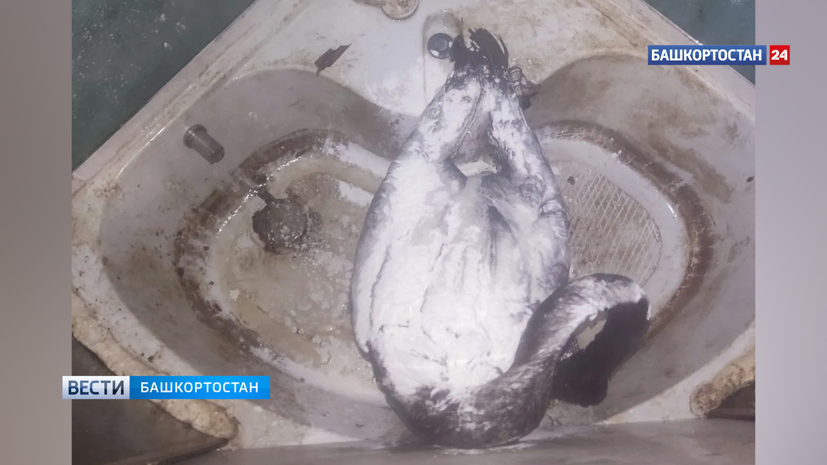    В Уфе погиб лебедь, увязший в нефти