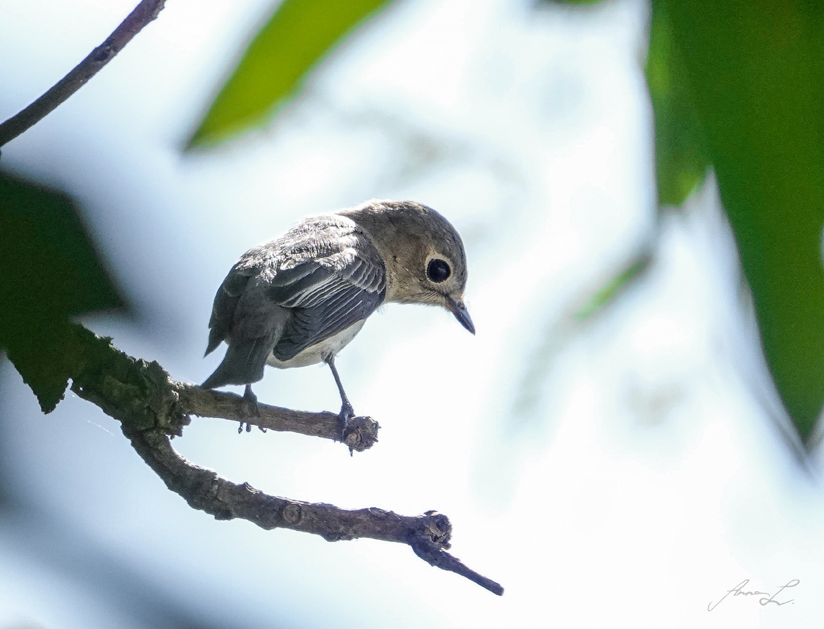 Ширококлювая мухоловка 