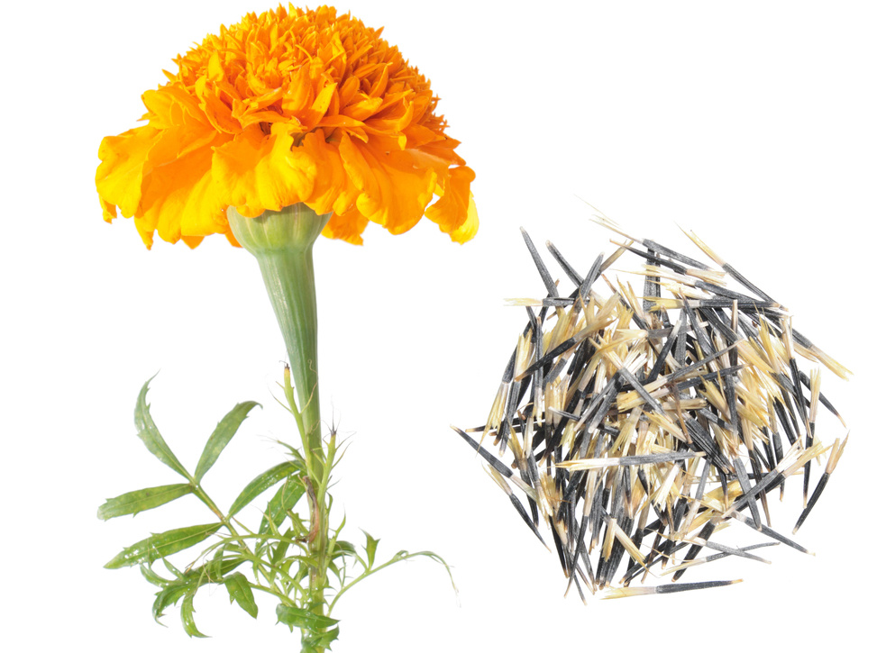 Источник фото shutterstock.com