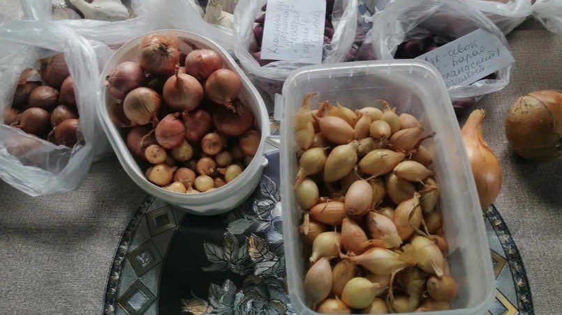 Лук-севок сажаю, когда одуванчик зацвел. Еще 4 признака для точного срока посадки