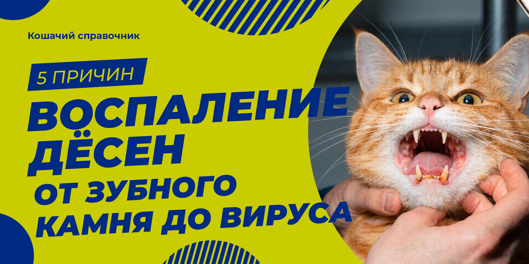 Воспаление дёсен у кошки: 5 причин — от зубного камня до вируса