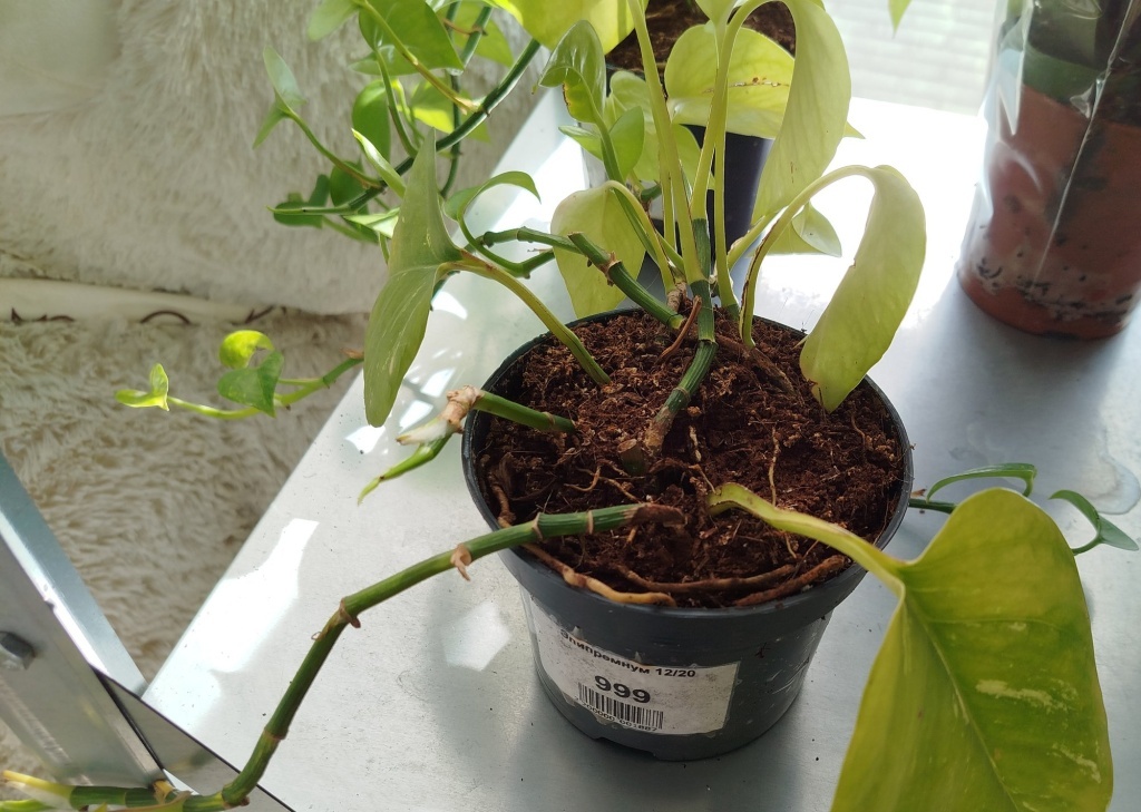  Эпипремнум