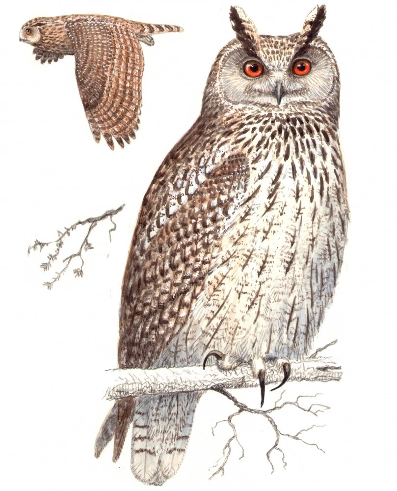    Филинов часто тревожат во время гнездового периода. Фото: Красная книга Пермского края