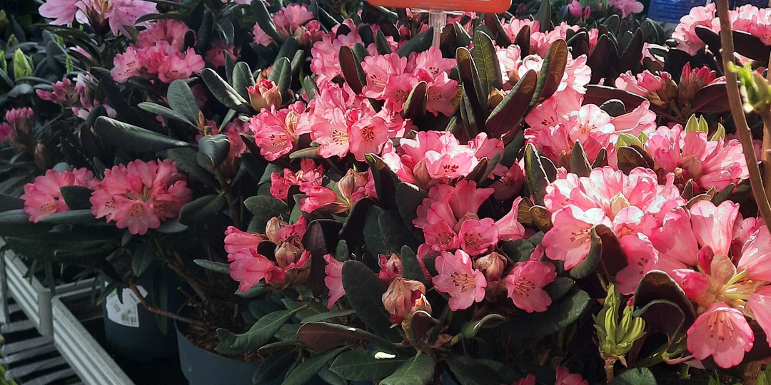 ОБИ - экскурсия, апрель, 26