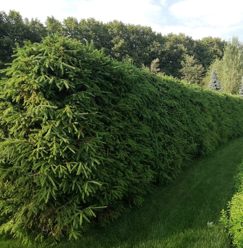 Фото из интернета 