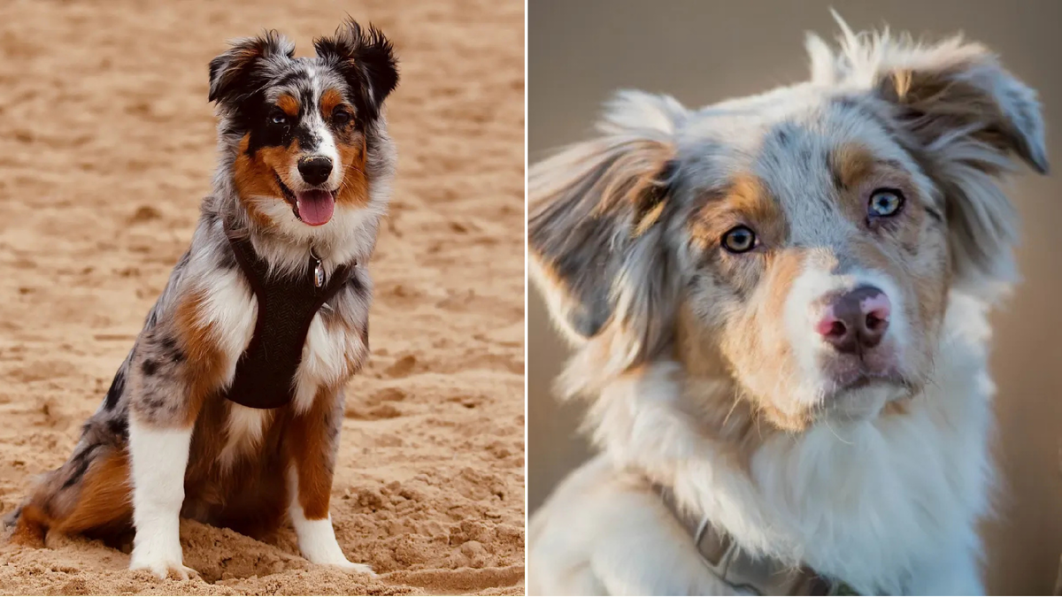 Умная мордаха