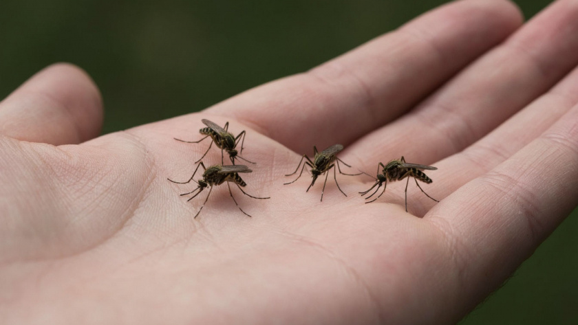    Сделано в Шедевруме
