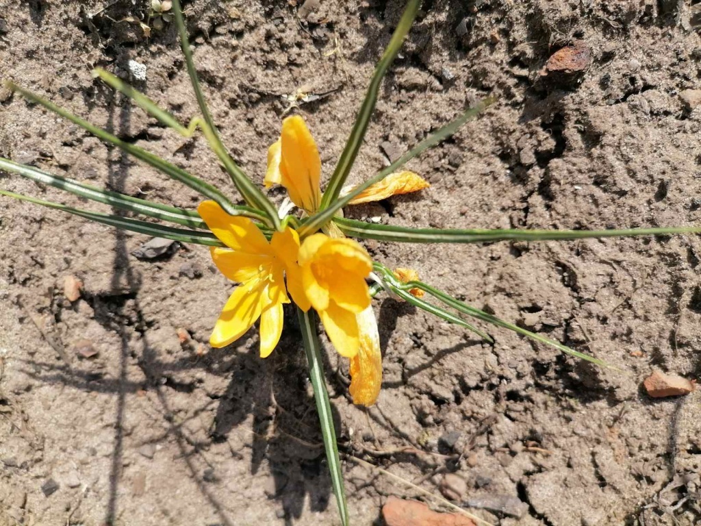  Крокус Биг Йеллоу