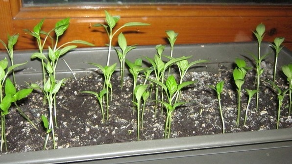 Вот так выглядит рассада перца без правильной подкормки — стебель тянется, листья теряют цвет